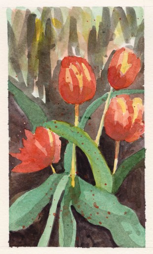 2015-05-18 Tulips