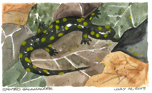 2015-07-12 Spotted Salamander