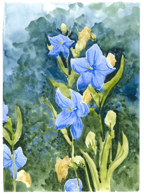 2015-07-26 Blue Flowers