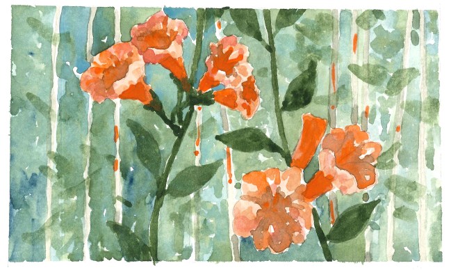 2015-08-05 Trumpet Vine