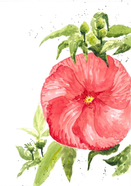 2015-08-20 Hibiscus Flower