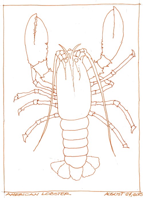 2015-08-24 American Lobster
