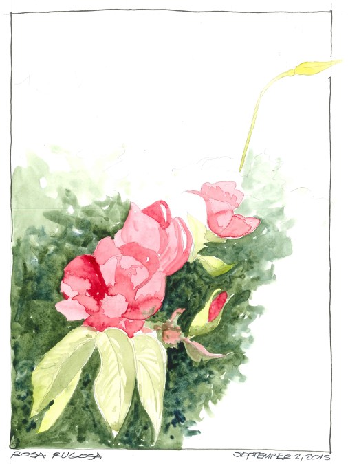 2015-09-02 Rosa Rugosa