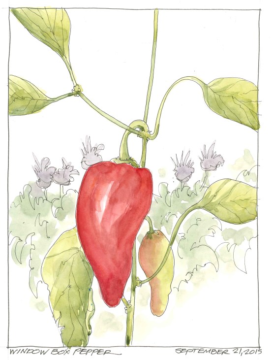 2015-09-21 Window Box Pepper