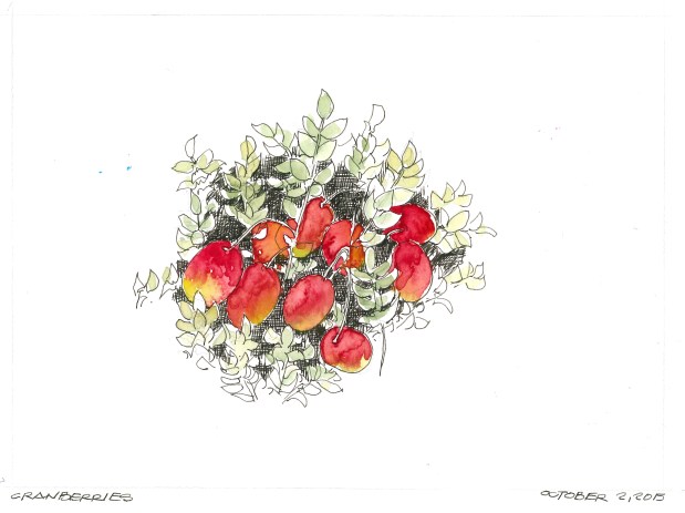 2015-10-02 Cranberries