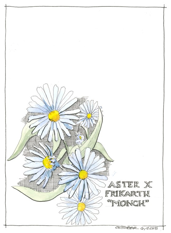 2015-10-06 Blue Aster