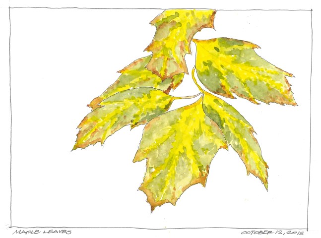2015-10-12 Maples Leaves