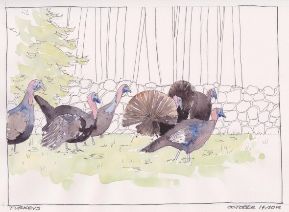2015-10-14 Turkeys