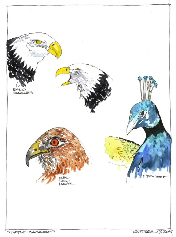 2015-10-19 Zoo Birds