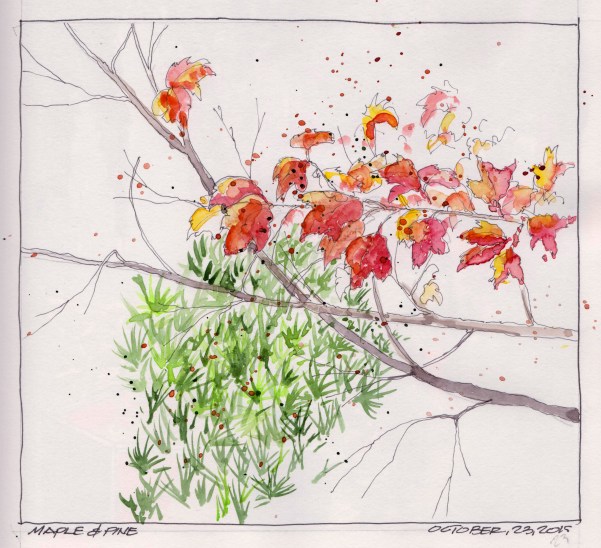 2015-10-23 Maple and Pine