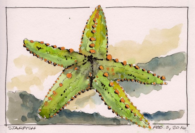 2016-02-03 Starfish