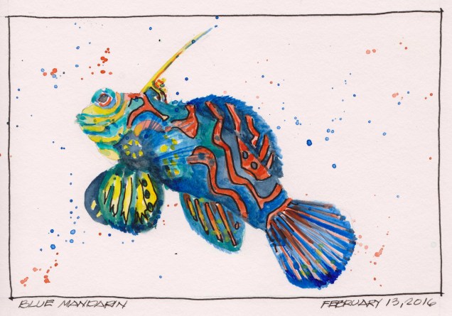 2016-02-13 Blue Mandarin