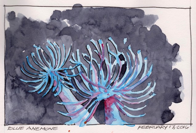 2016-02-17 Blue Anemone
