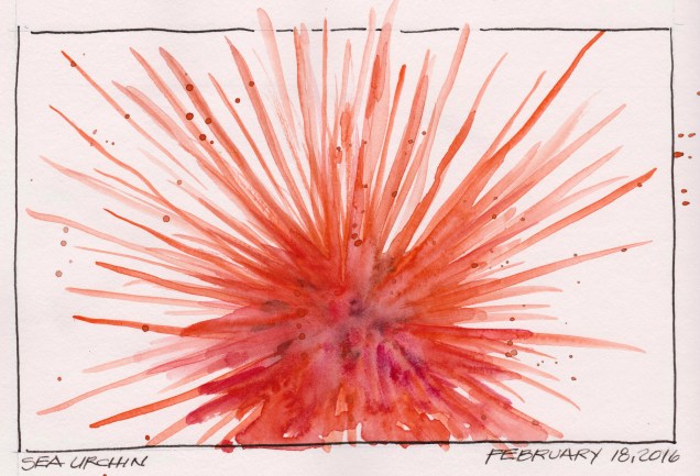 2016-02-18 Red Sea Urchin