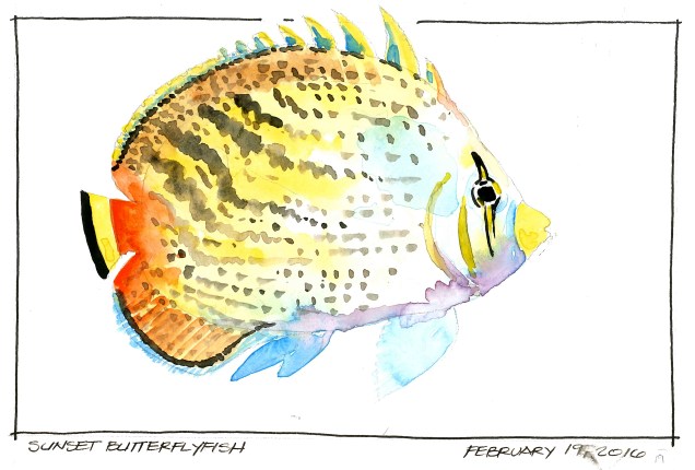 2016-02-19-Sunset Butterflyfish