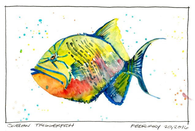 2016-02-20-Queen Triggerfish