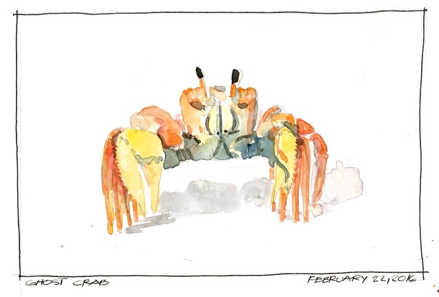 2016-02-22-Ghost Crab