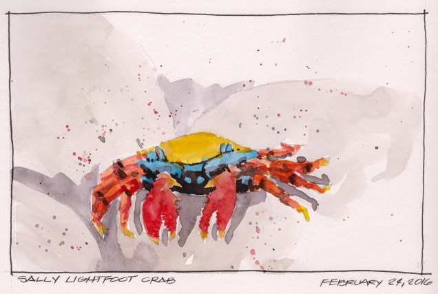 2016-02-24 Sally Lightfoot Crab