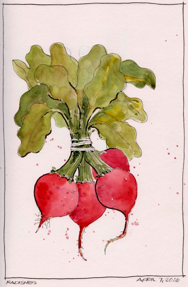 2016-04-07 Radishes
