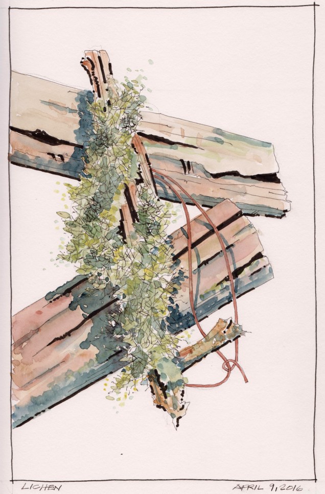 2016-04-09 Lichen