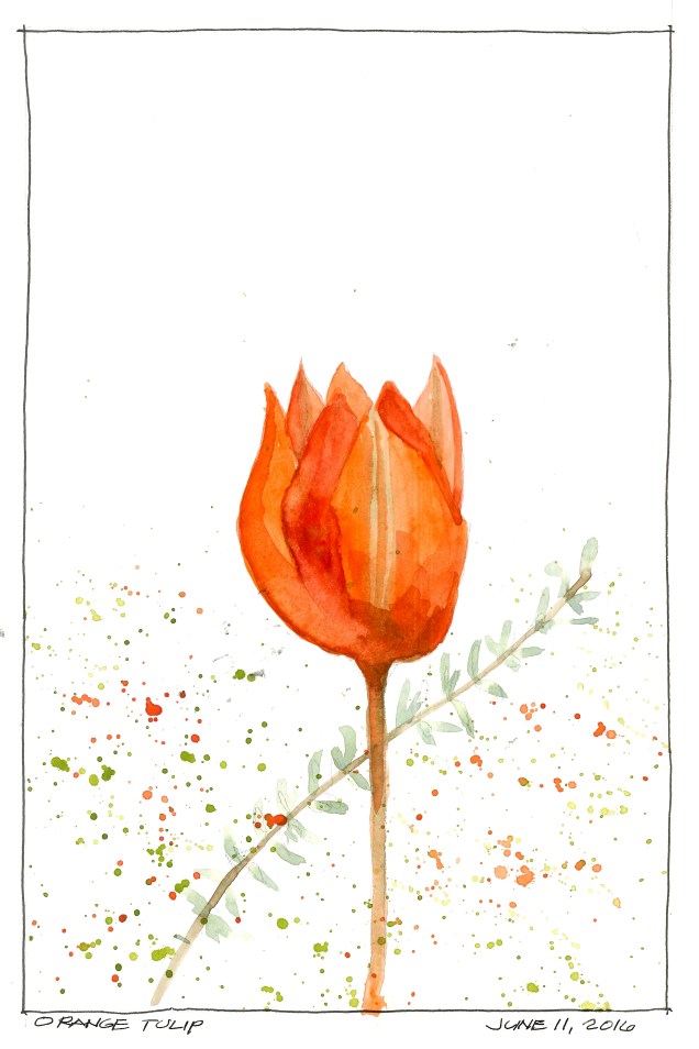 2016-05-11 Orange Tulip