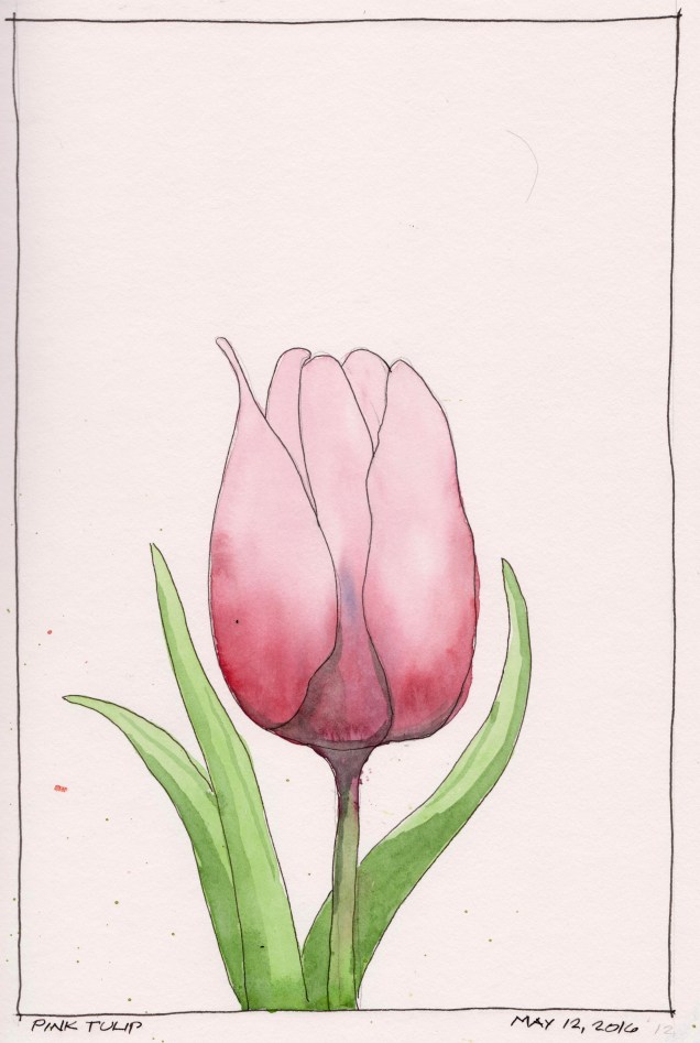 2016-05-12 Pink Tulip