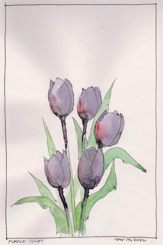 2016-05-13 Purple Tulip