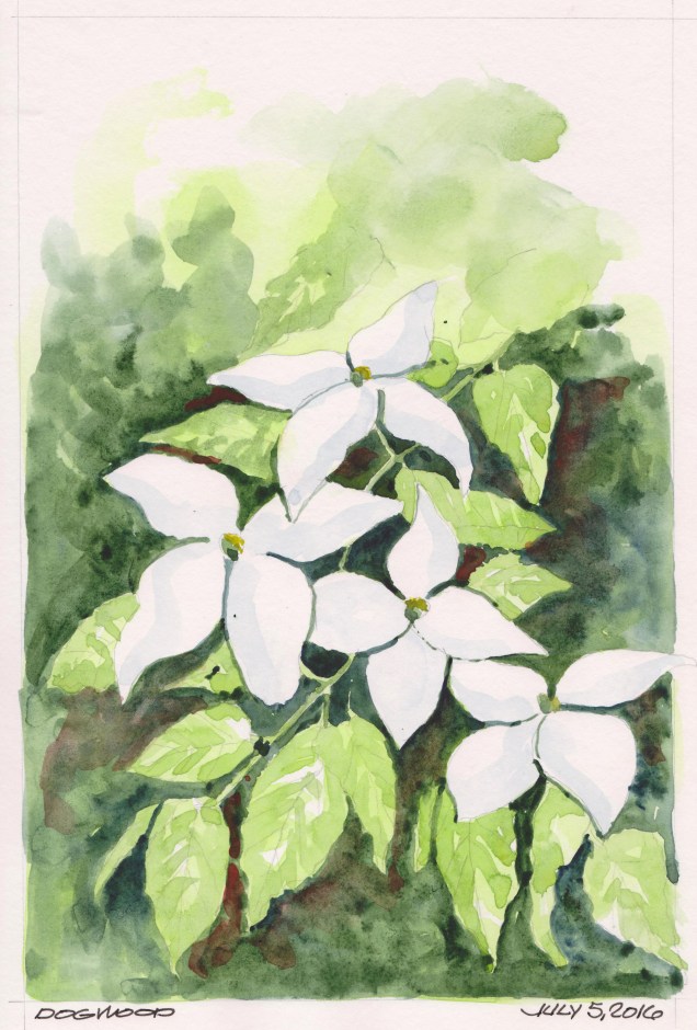 2016-07-05 Kousa Dogwood