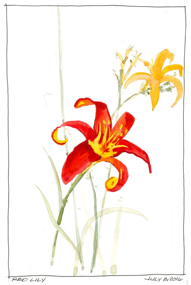 2016-07-08 Red Lily