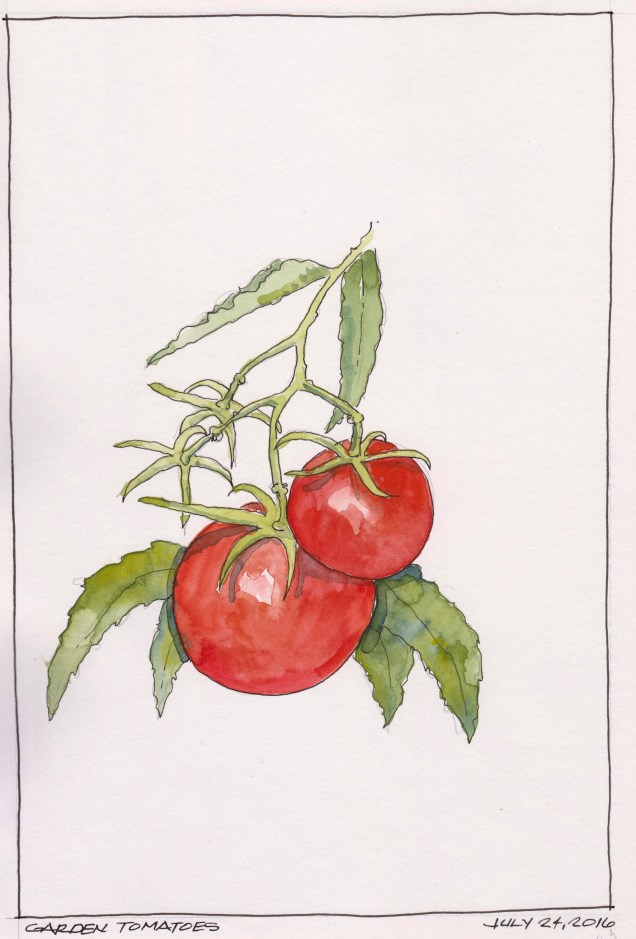 2016-07-24 Garden Tomatoes