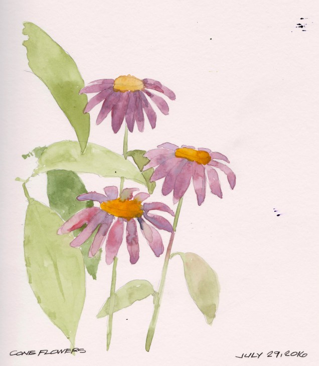 2016-07-29 Cone Flowers