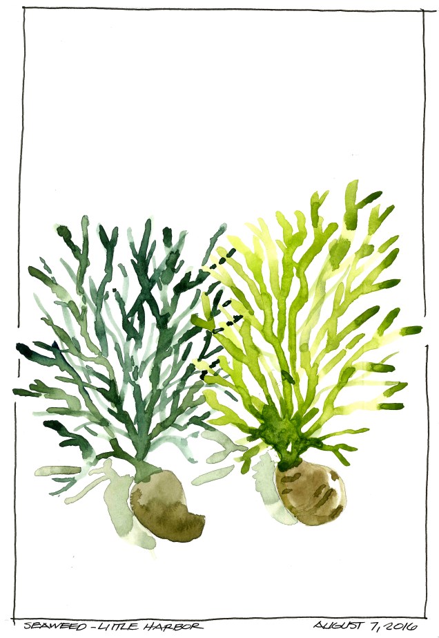 2016-08-07 Seaweed