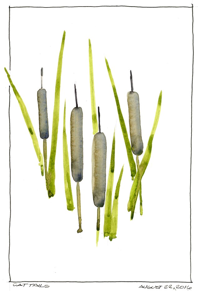 2016-08-22 Cat Tails