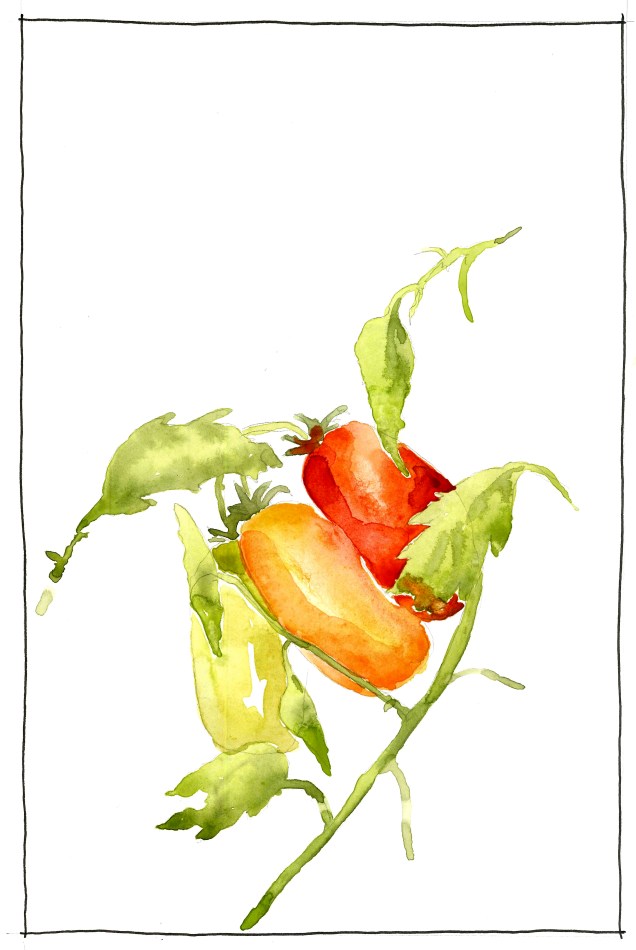 2016-08-24 Roma Tomatoes