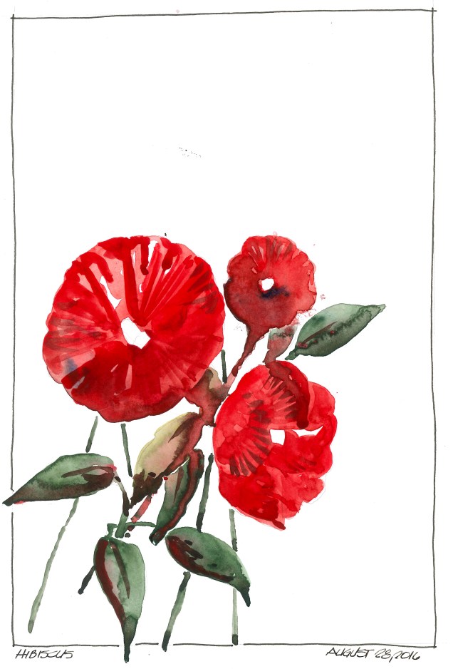 2016-08-28 Hibiscus