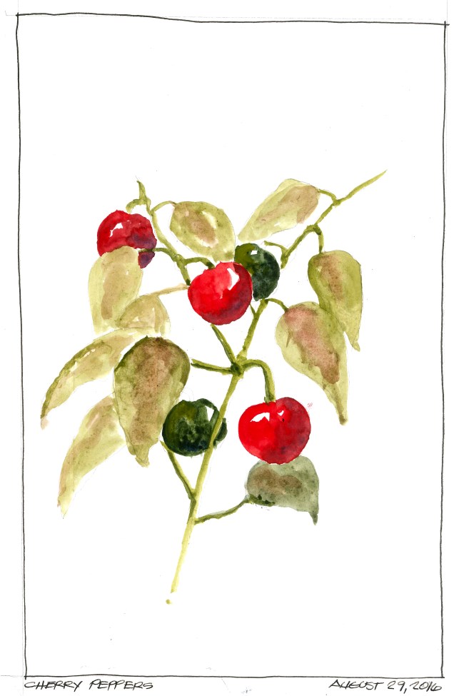 2016-08-29 Cherry Peppers