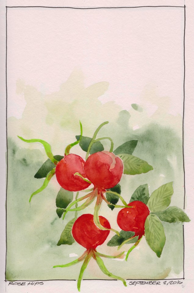 2016-09-02 Rose Hips