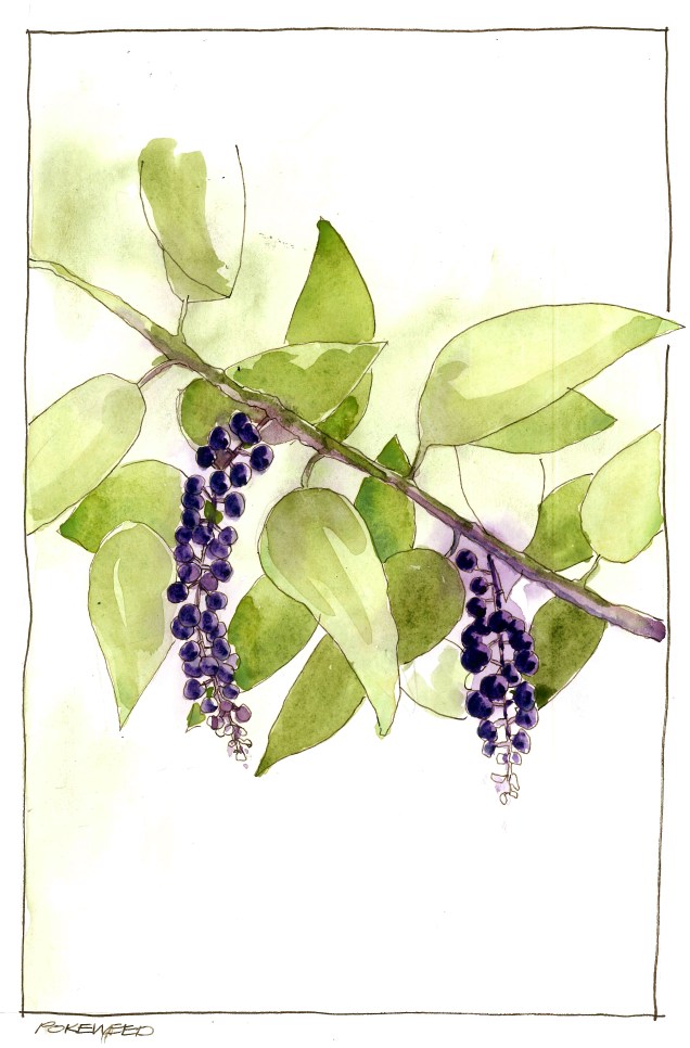 2016-09-07-poke-weed