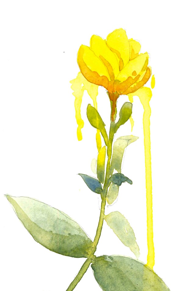 2016-09-16-yellow-flower