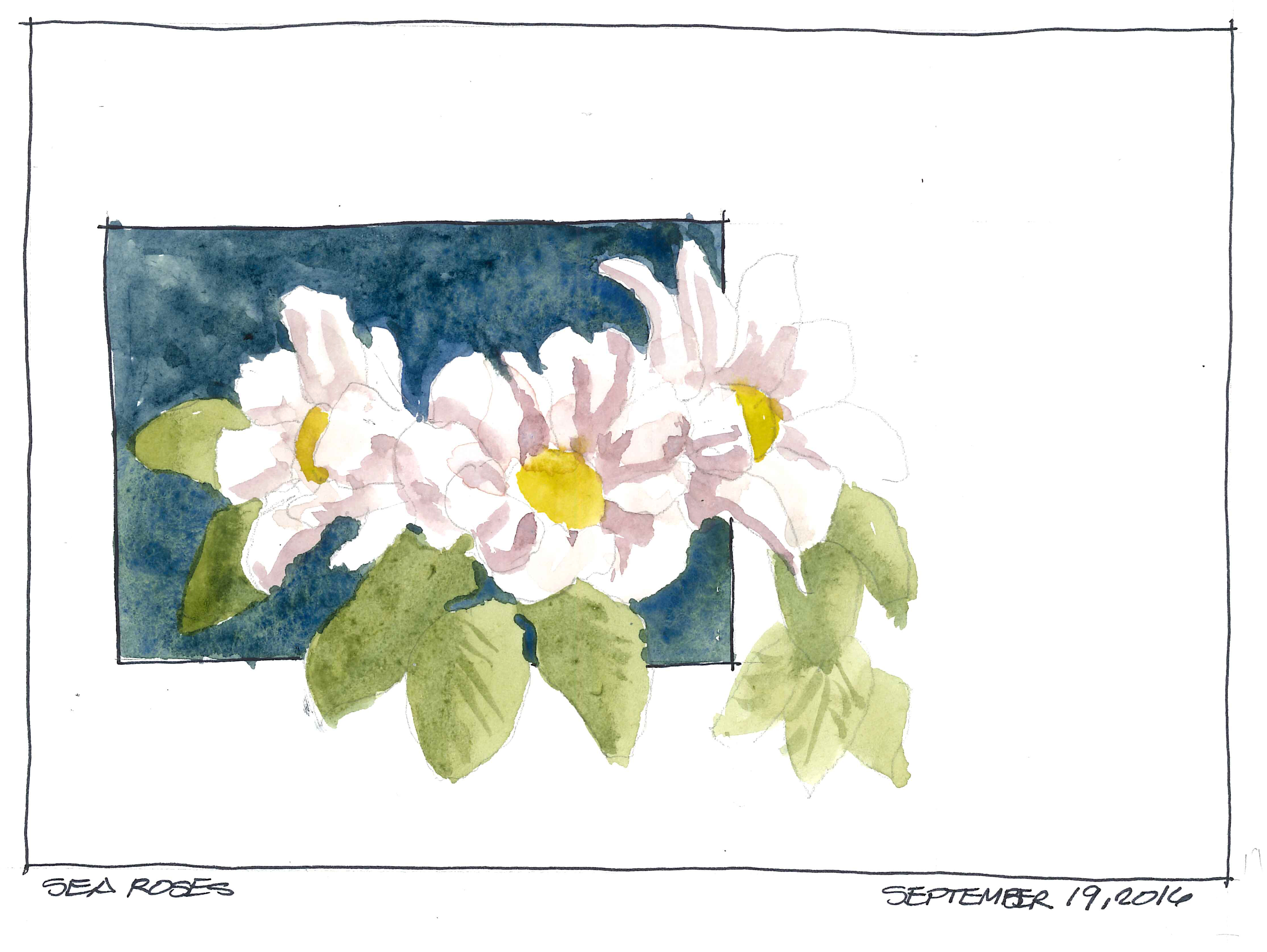 2016-09-19-sea-roses