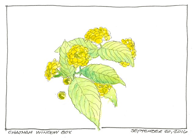 2016-09-20-chatam-window-box