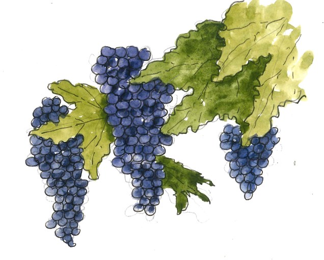 2016-10-13-grapes