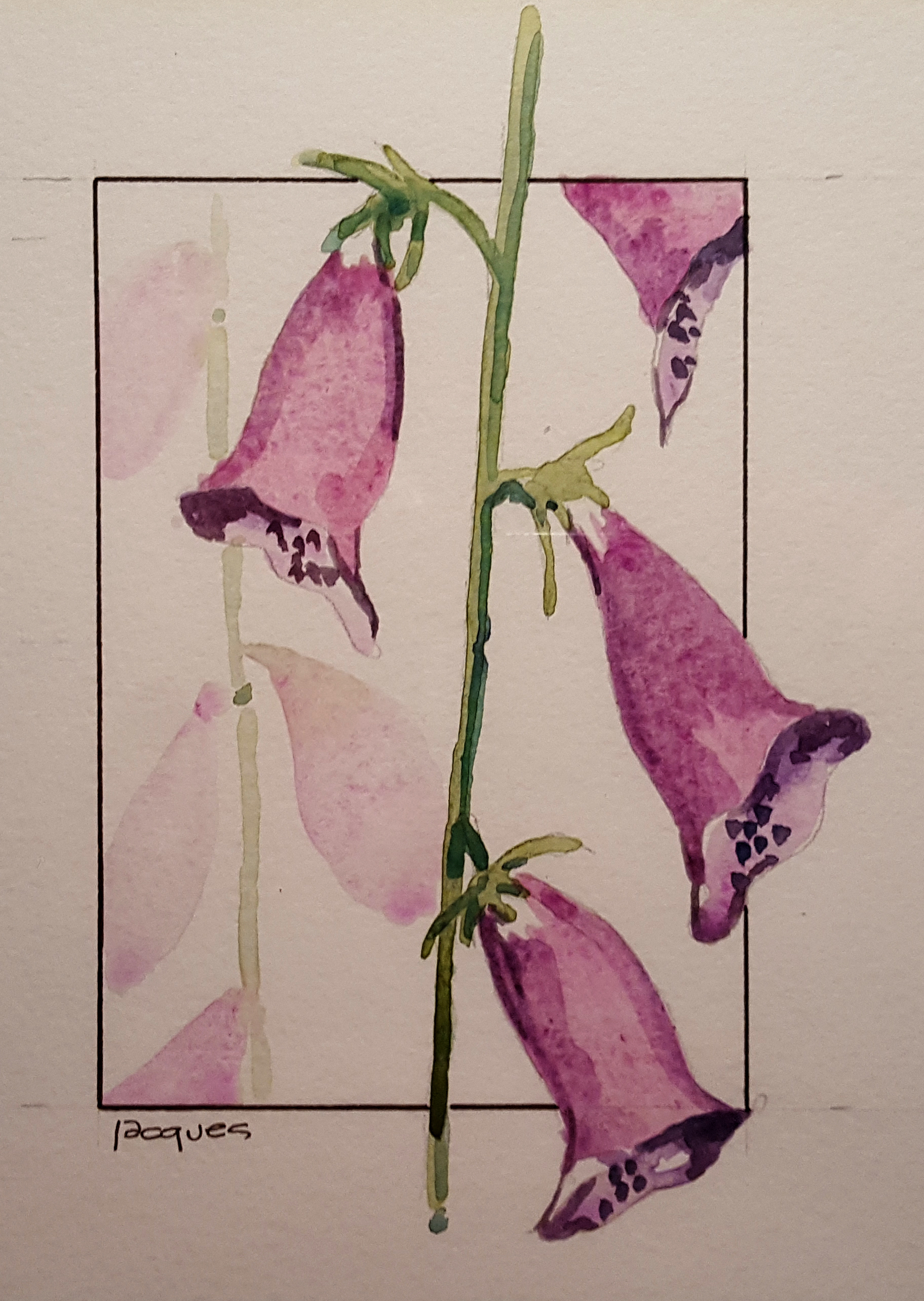 2016-12-28-foxglove