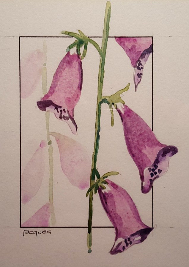 2016-12-28-foxglove