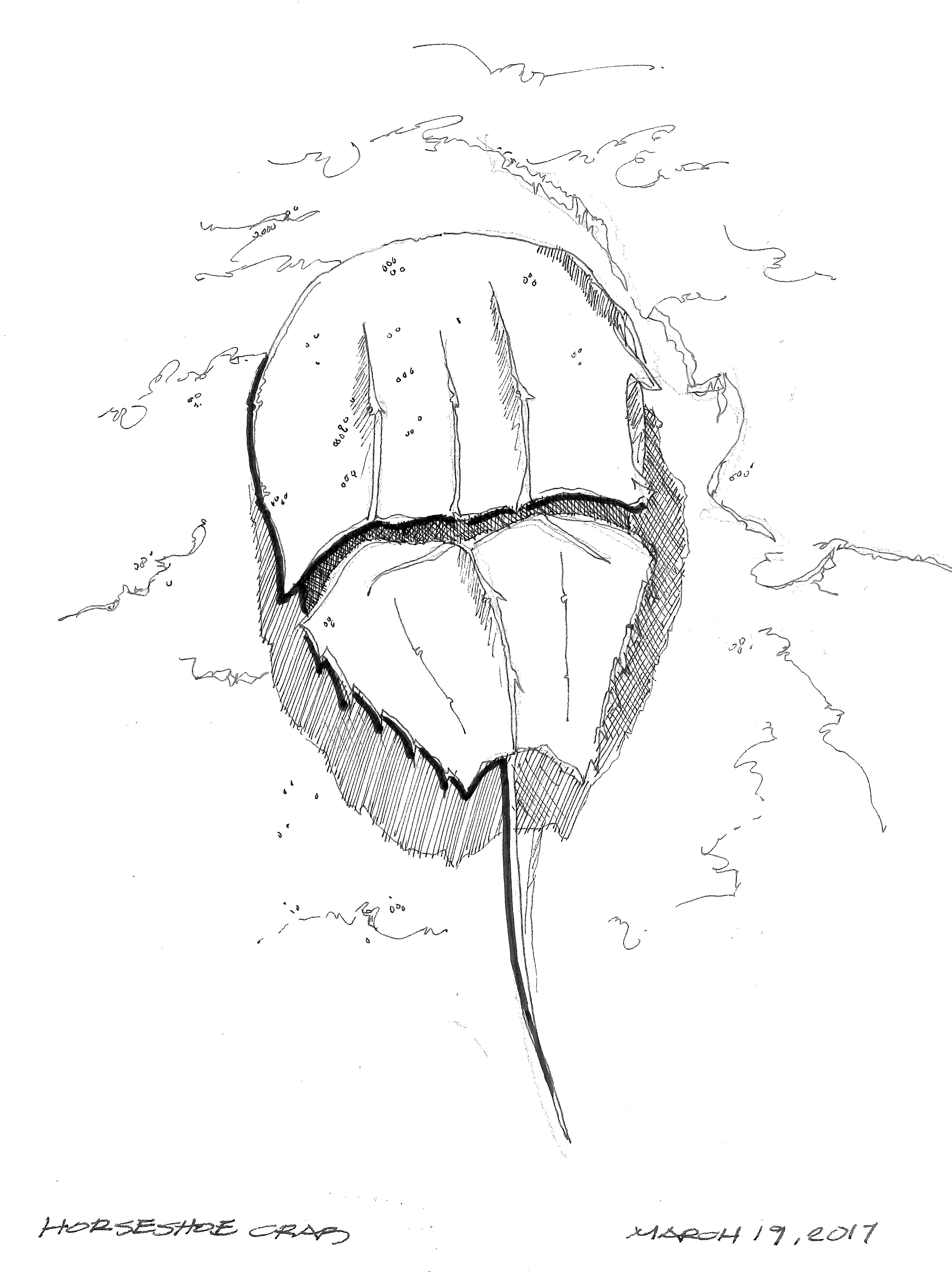 2017-03-19 Horseshoe Crab